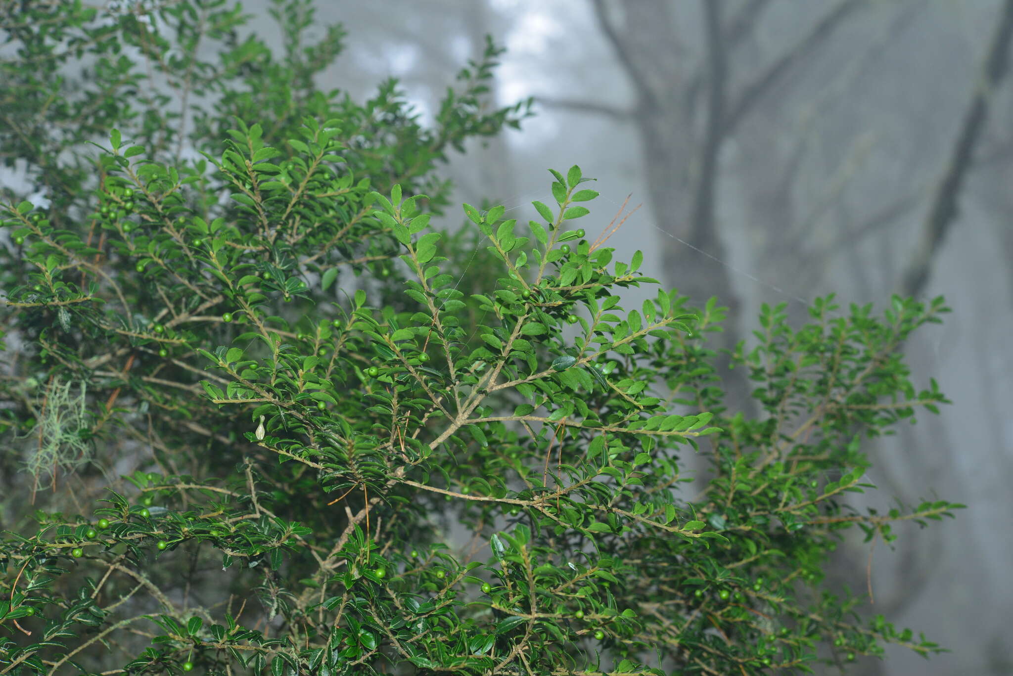 Image of Ilex yunnanensis var. parvifolia (Hayata) S. Y. Hu