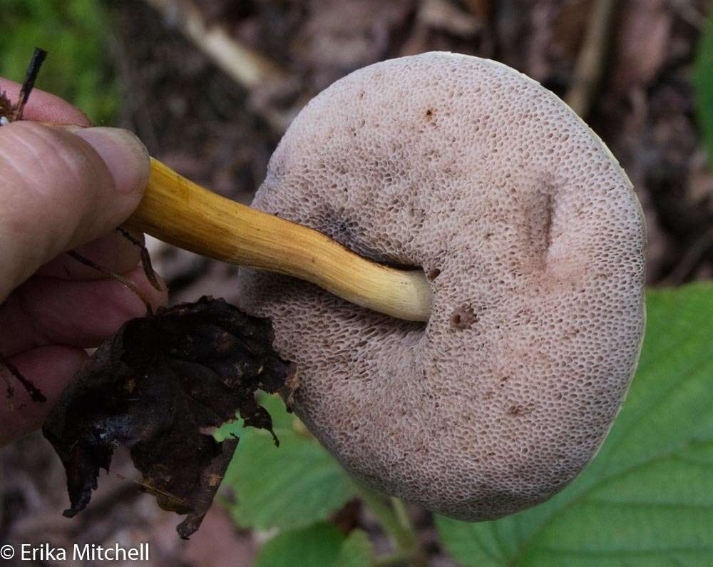 Plancia ëd Austroboletus gracilis (Peck) Wolfe 1980