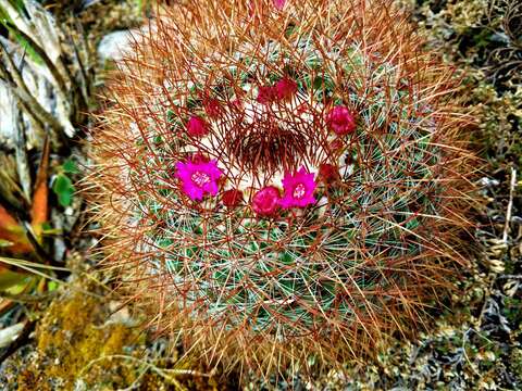 Mammillaria rhodantha subsp. rhodantha的圖片