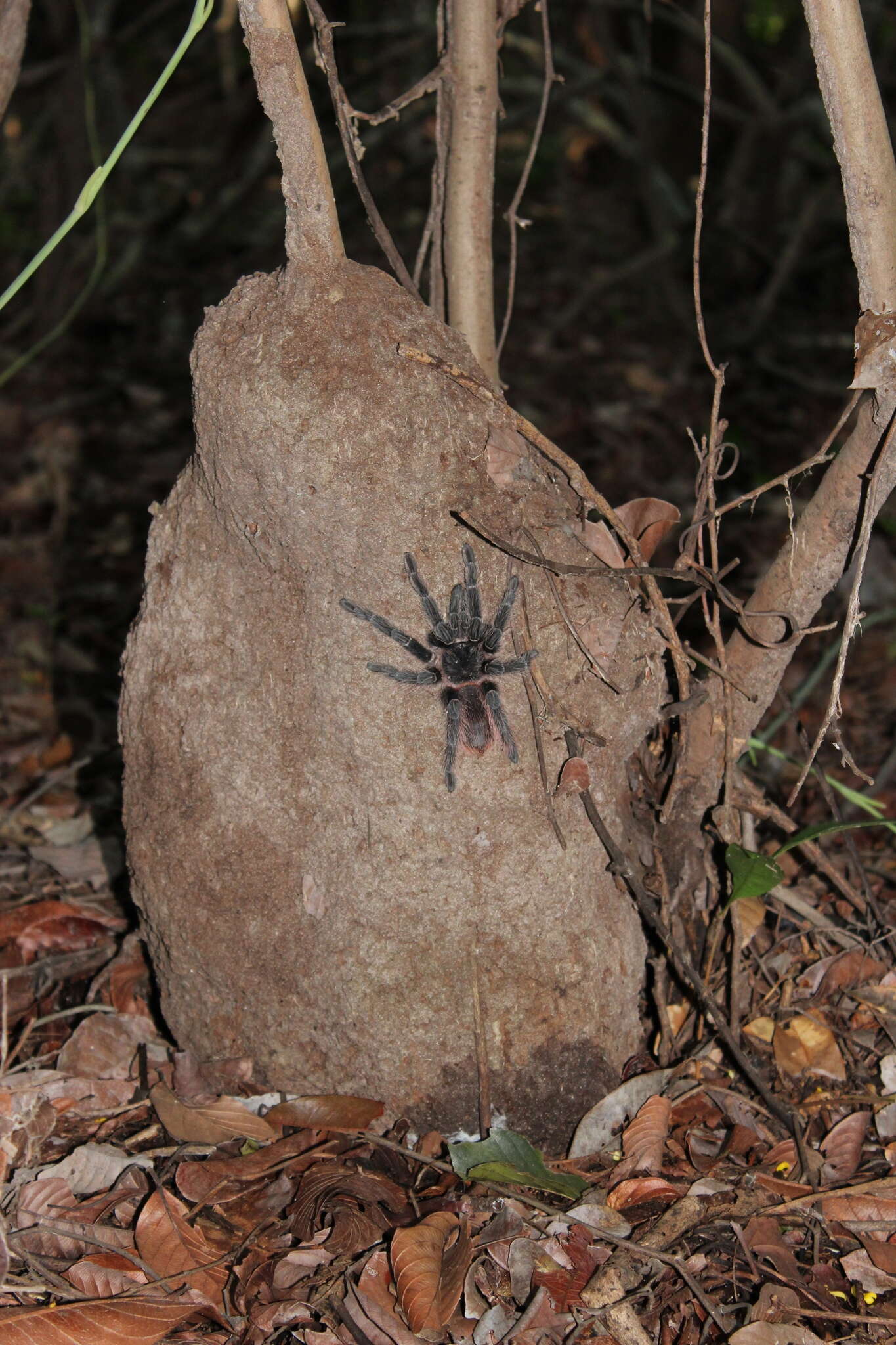 Image of Bahia Scarlet Tarantula