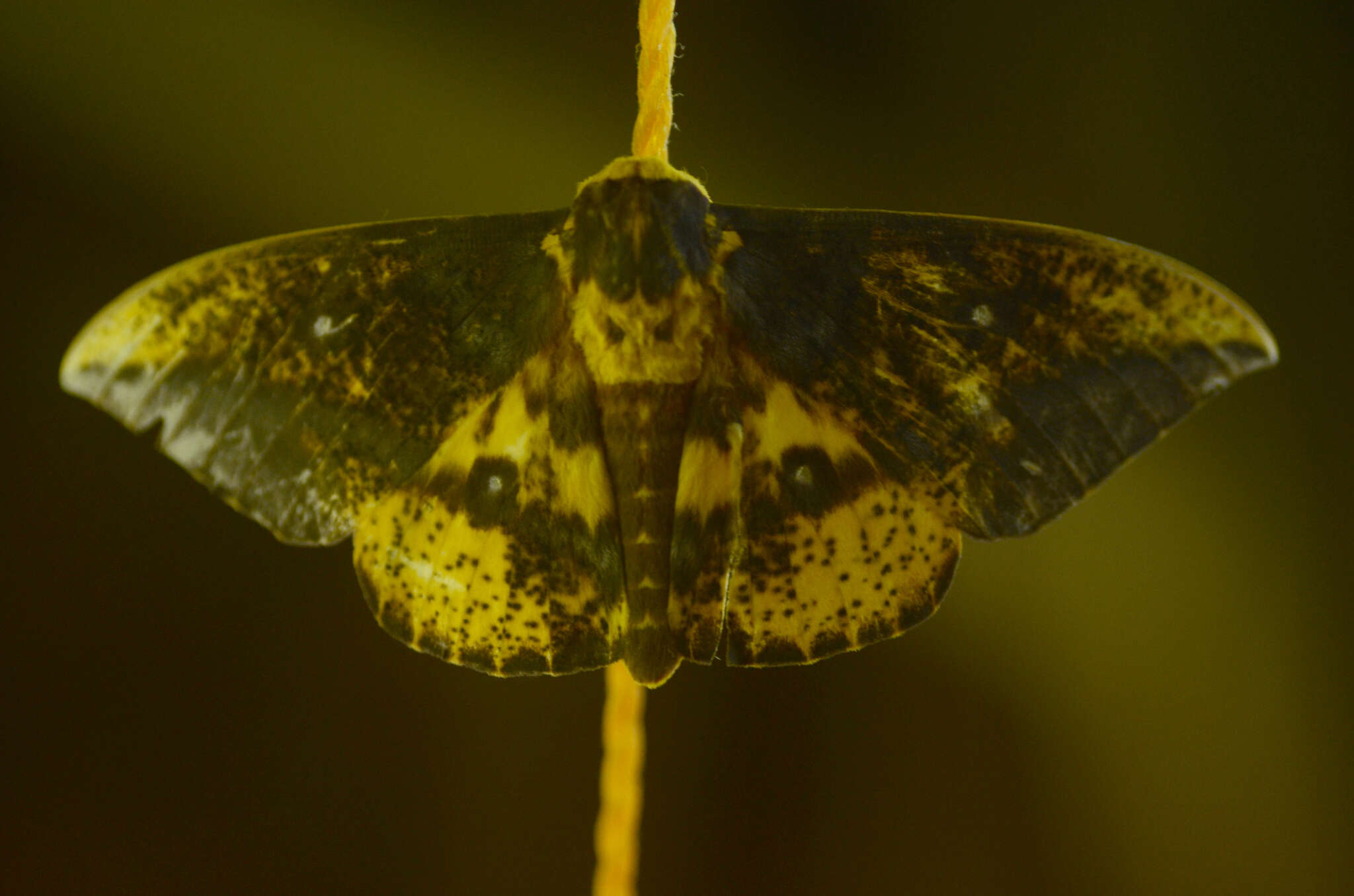 Image of Eacles guianensis Schaus 1905