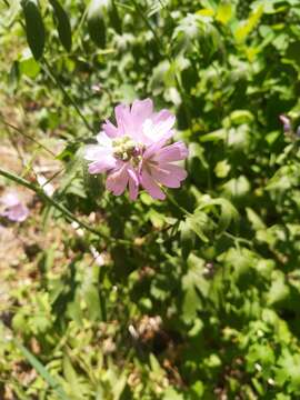 Image of giant checkerbloom