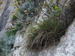 Plancia ëd Sesleria insularis Sommier