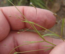Image of Oldenlandia herbacea (L.) Roxb.