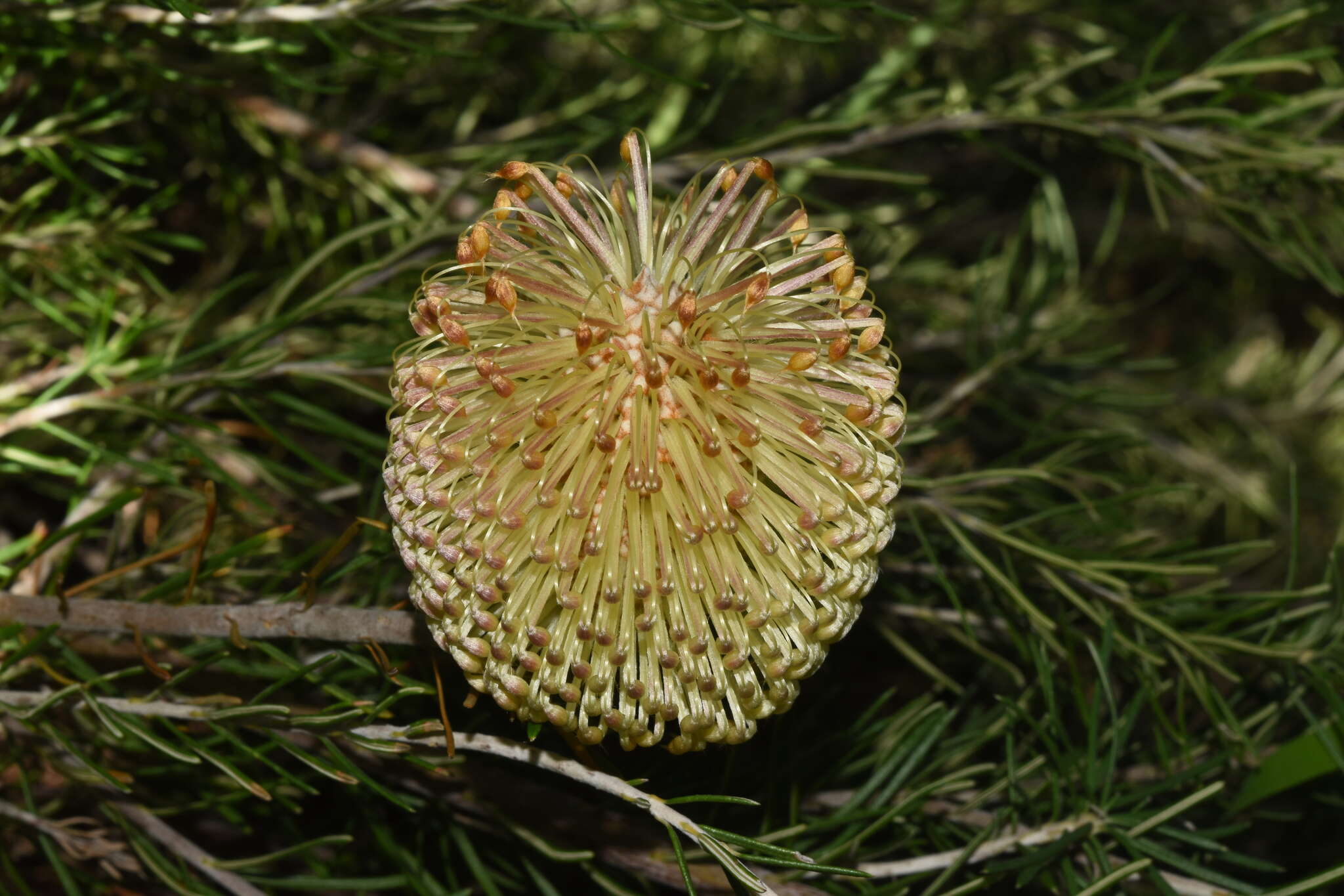 Imagem de Banksia telmatiaea A. S. George