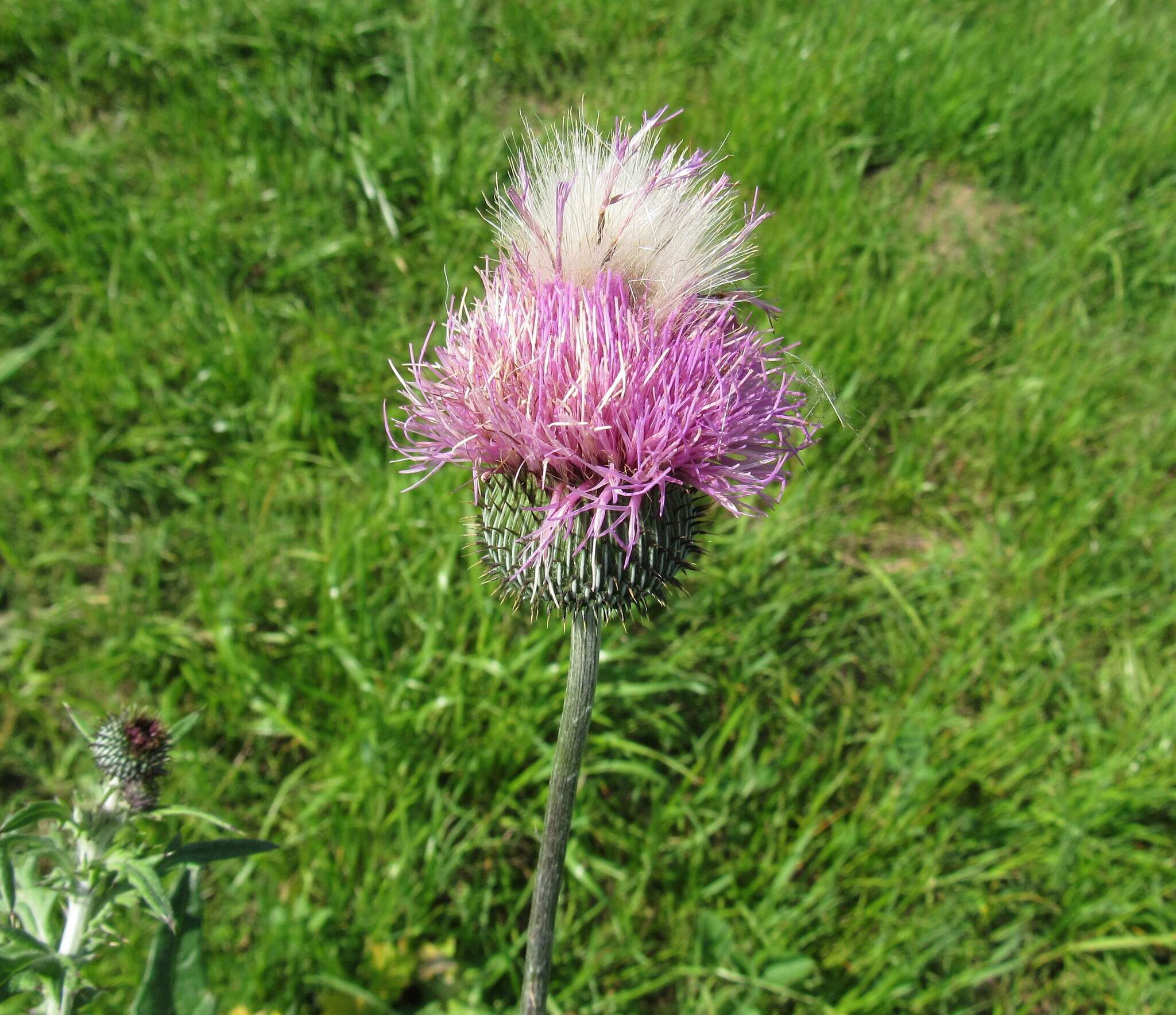 Image of Texas thistle