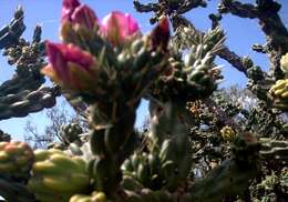 Image of tree cholla