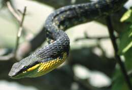 Image of Dagger-tooth Vine Snake