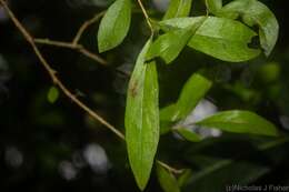 Image de Pittosporum lancifolium (F. M. Bailey) L. W. Cayzer M. D. Crisp & I. R. H. Telford