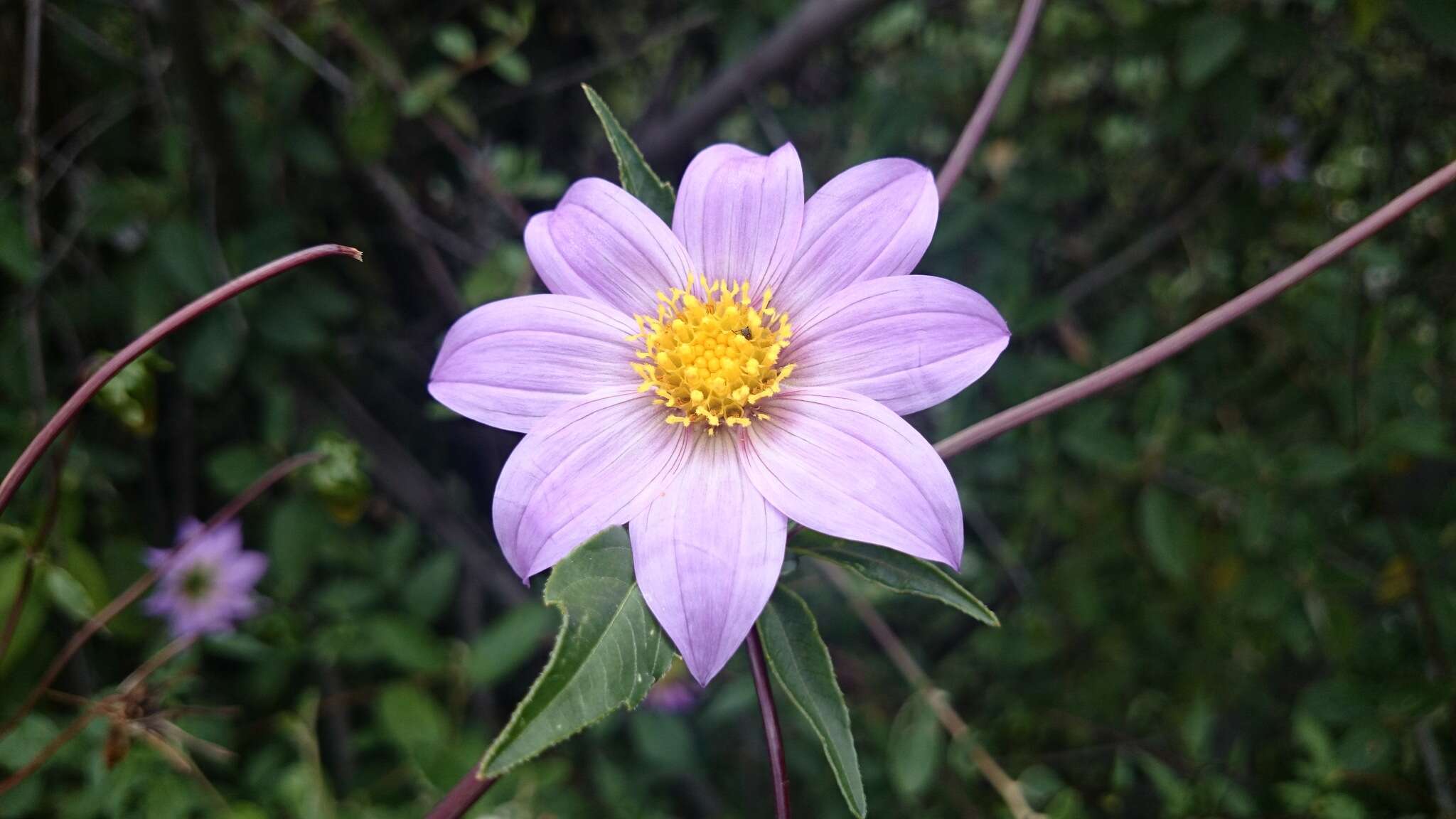 Image of Dahlia tubulata P. D. Sorensen