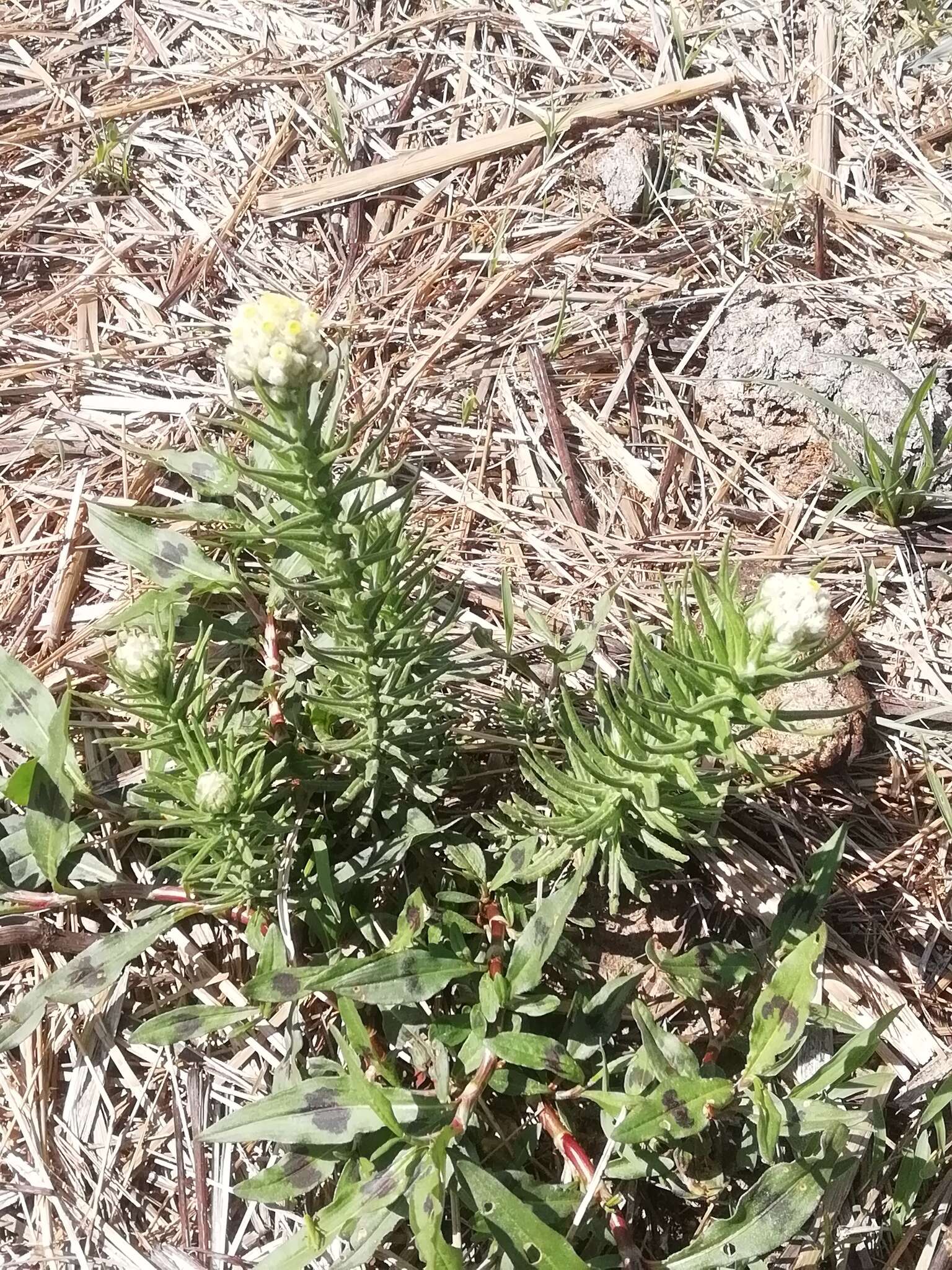 Image of winged cudweed