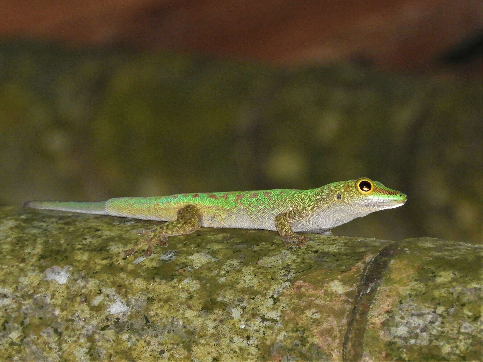 Image of Seychelles Giant Day Gecko