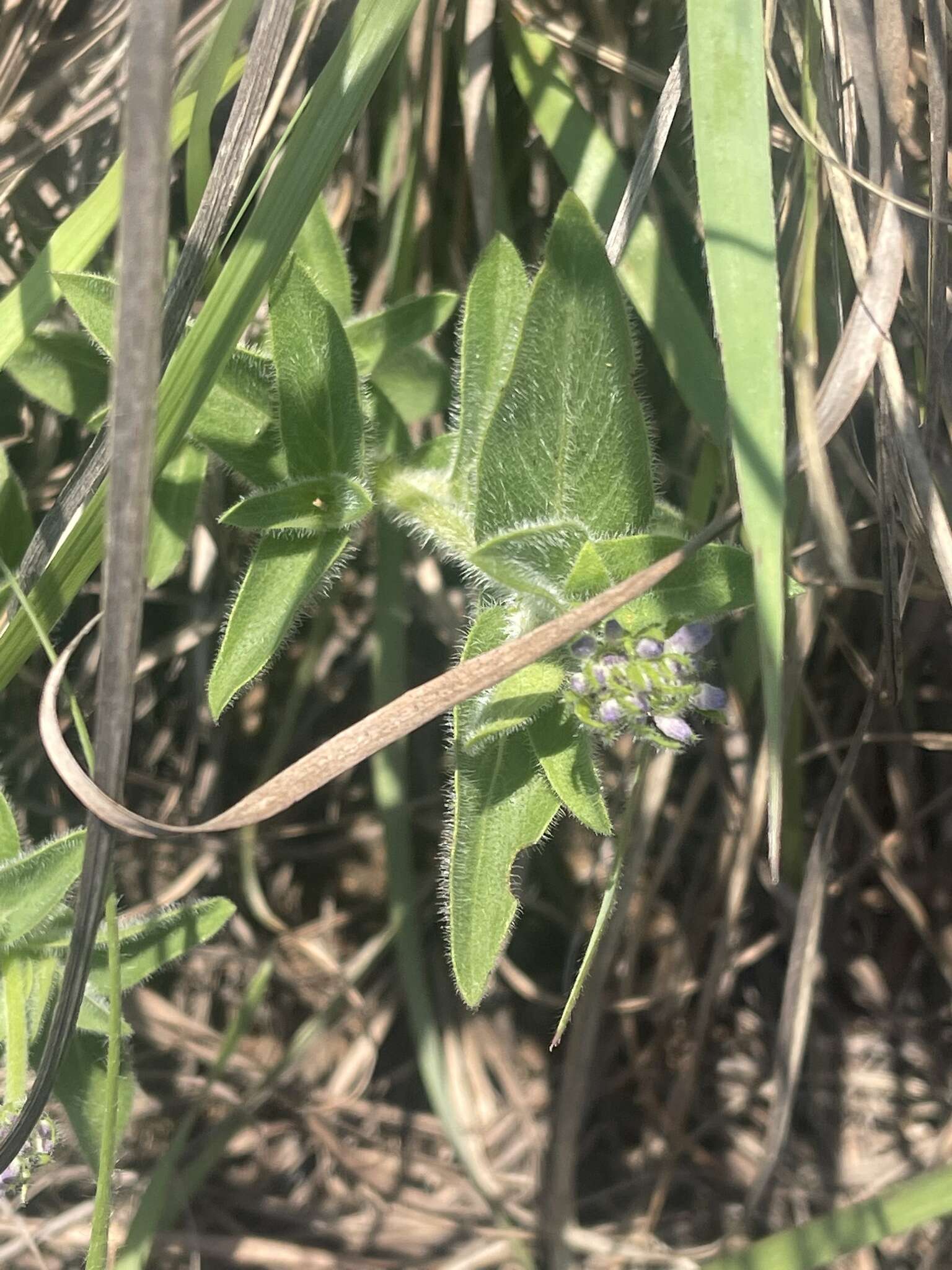 Image of Pentanisia prunelloides subsp. prunelloides