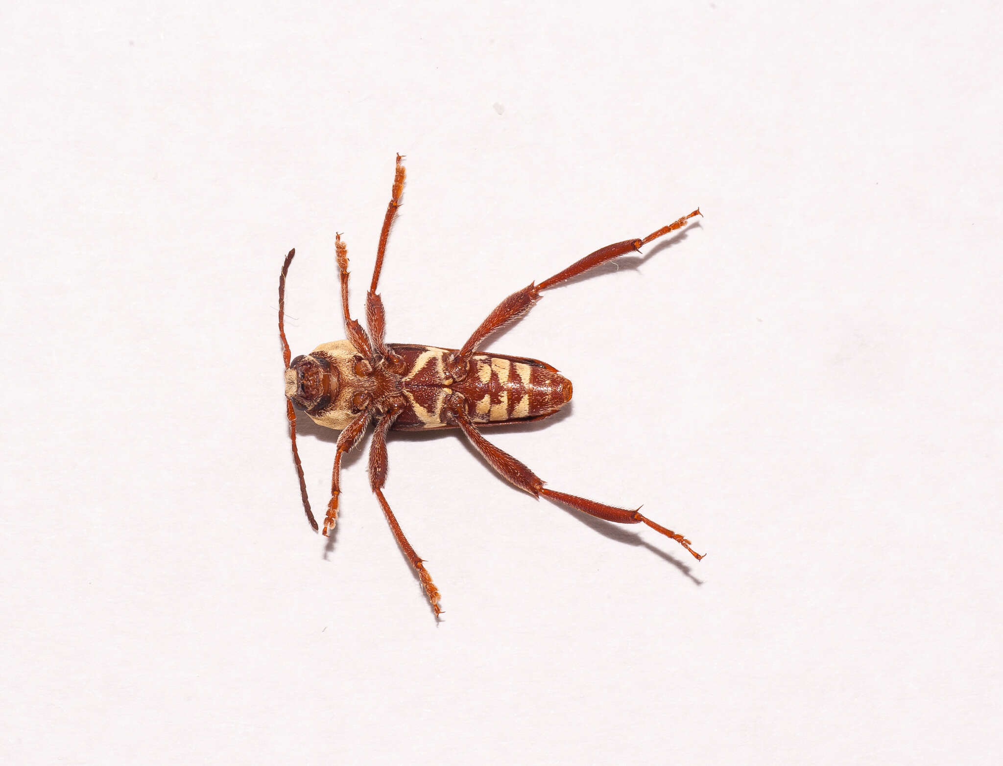 Image of Neoclytus pubicollis Fisher 1932