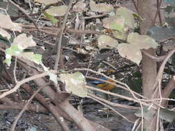 Image of Orange-headed Thrush