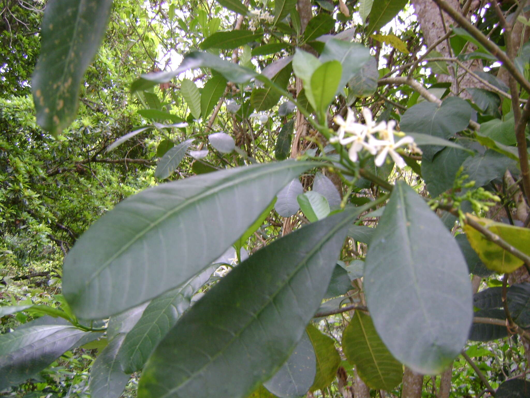 Imagem de Tabernaemontana alba Mill.