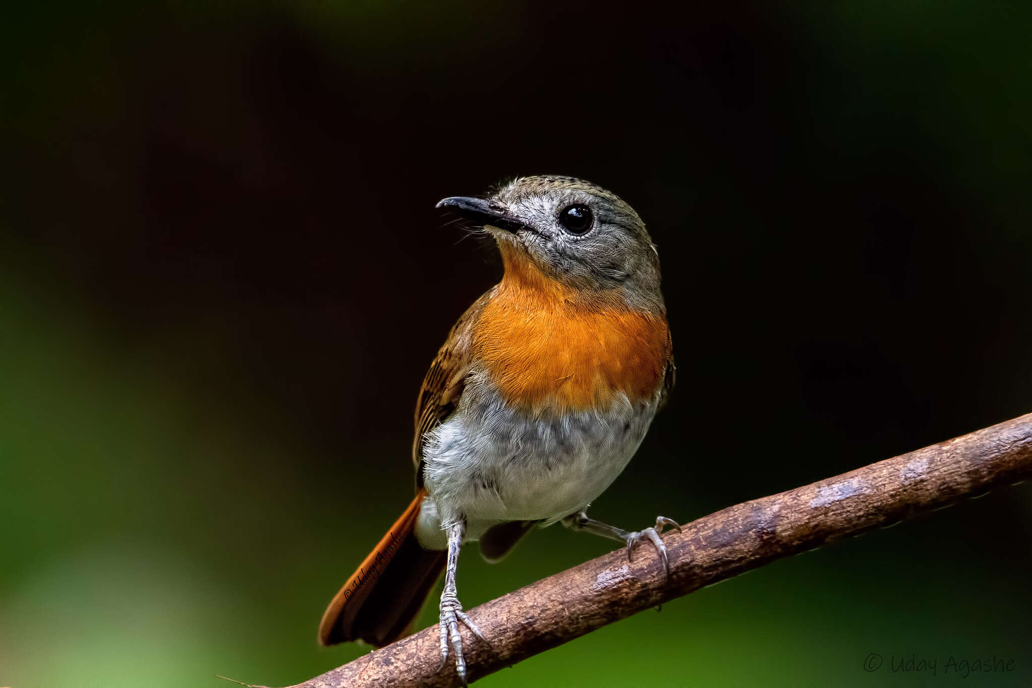 Image of White-bellied Blue Flycatcher