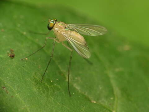 Imagem de Amblypsilopus dorsalis (Loew 1866)