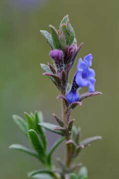 Image of Echiochilon fruticosum Desf.