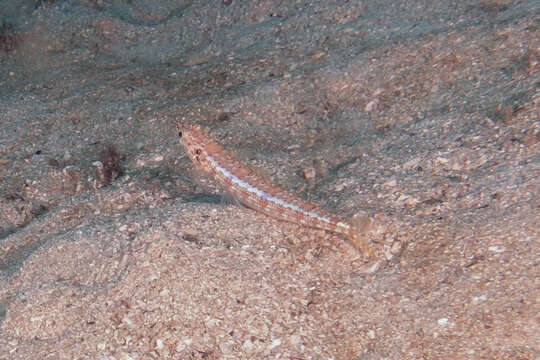 Image of Ear-spot lizardfish