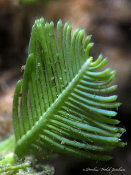 Image of Caulerpa sertularioides