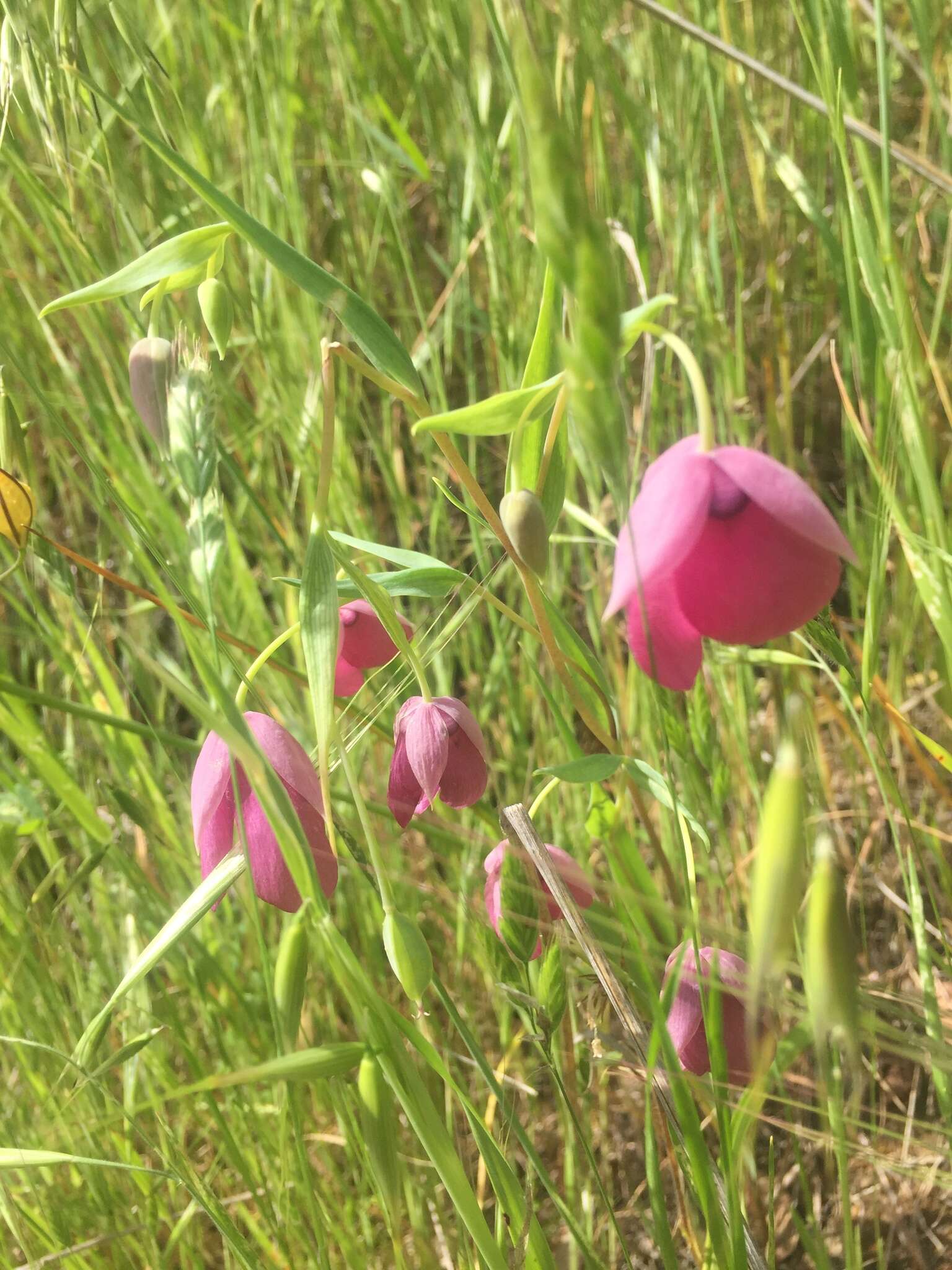 Image de Calochortus amoenus Greene