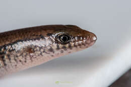 Image of White-spotted Supple Skink