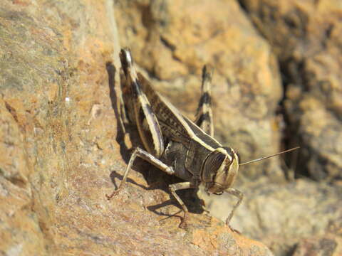 Heteracris littoralis (Rambur 1838)的圖片