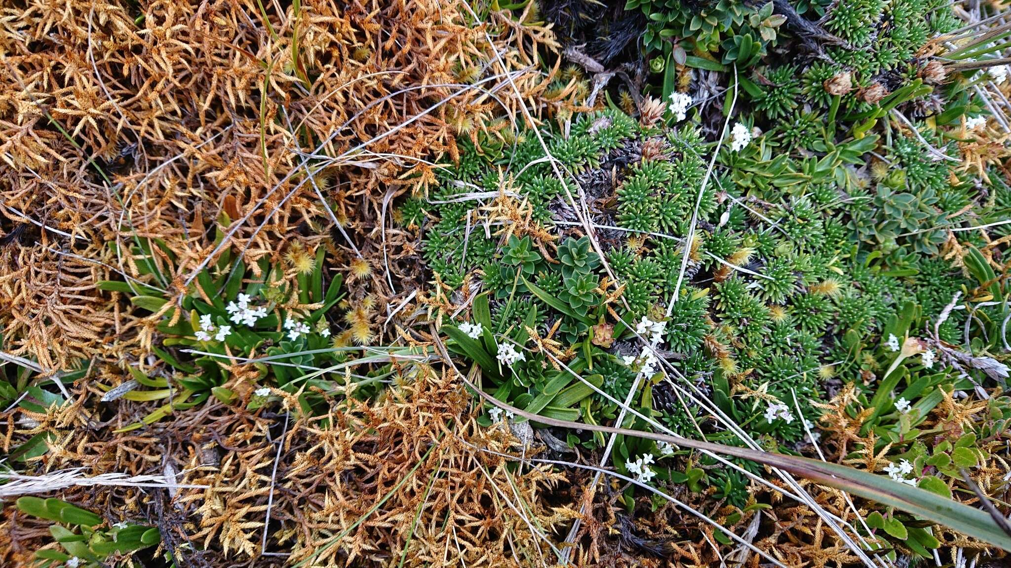 Imagem de Valeriana bracteata Benth.