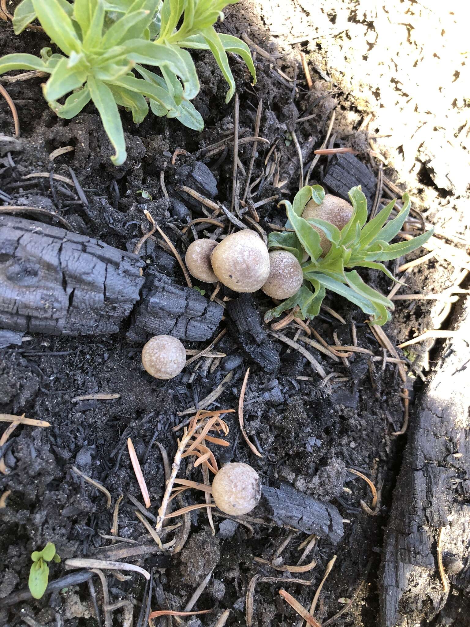 Imagem de Psathyrella pennata (Fr.) A. Pearson & Dennis 1948