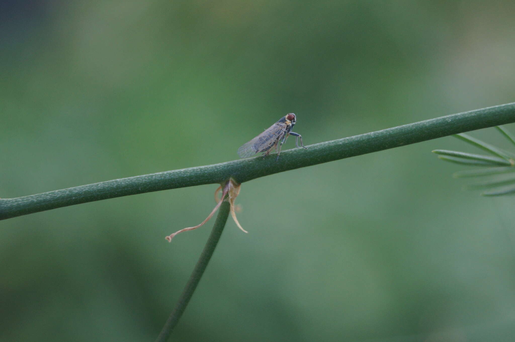 Image of Hyalesthes obsoletus Signoret 1865