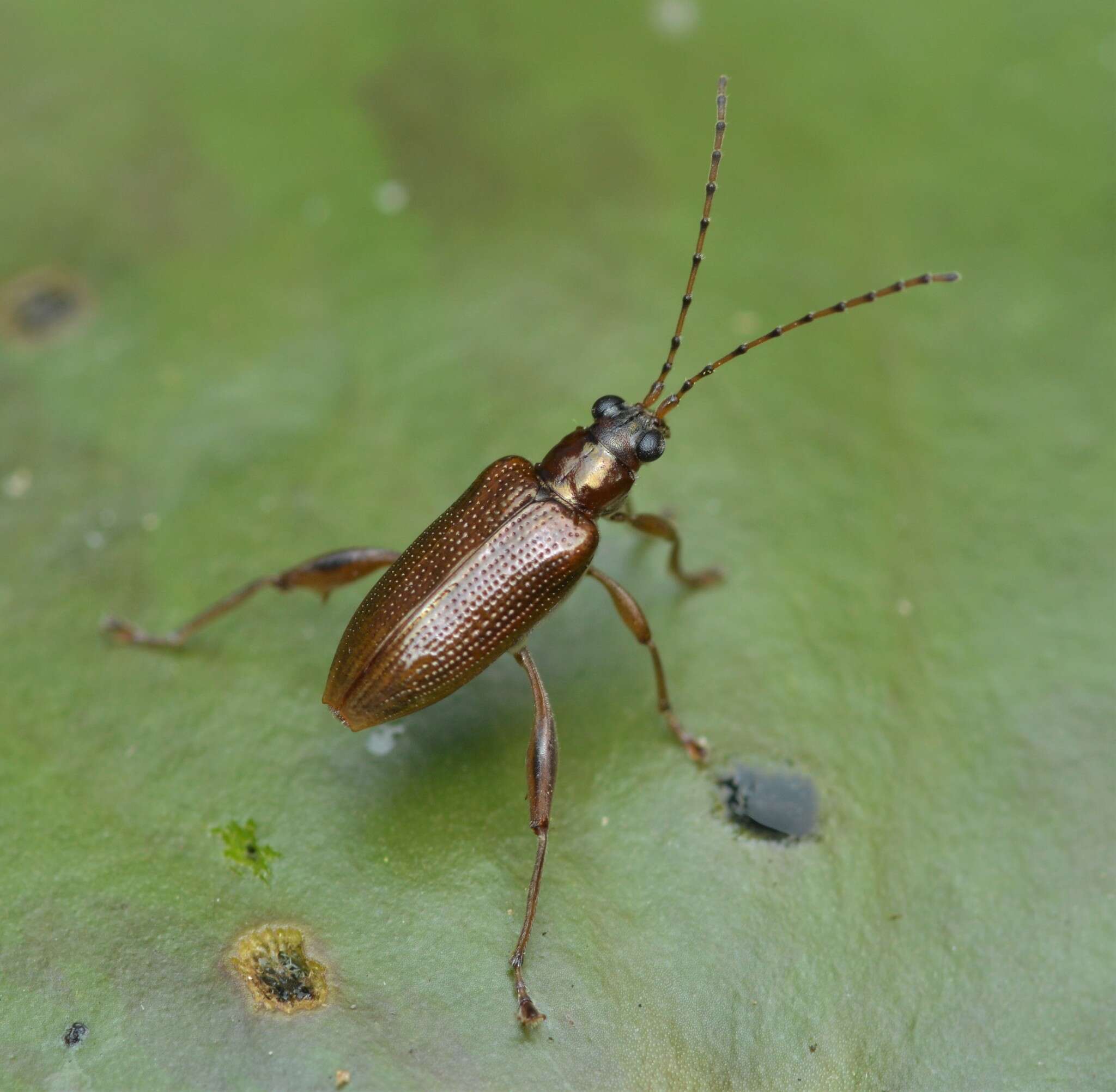 Donacia (Donacia) cincticornis Newman 1838 resmi