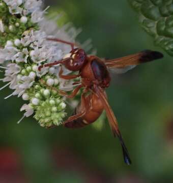 Image of Rhynchium oculatum ibericum Giordani Soika 1966