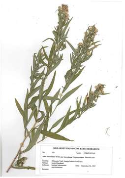 Image of white panicle aster