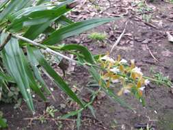 Image of Epidendrum polyanthum Lindl.