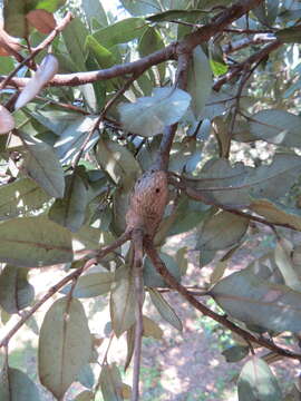 Image of Tapered Stem Gall Wasp