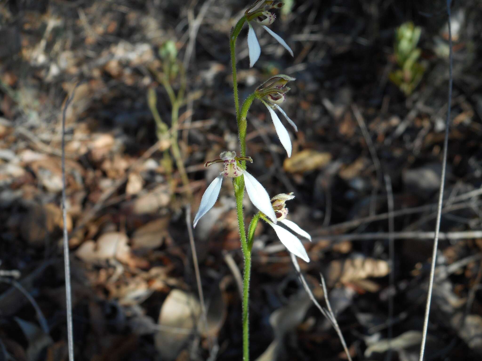 Eriochilus dilatatus Lindl.的圖片