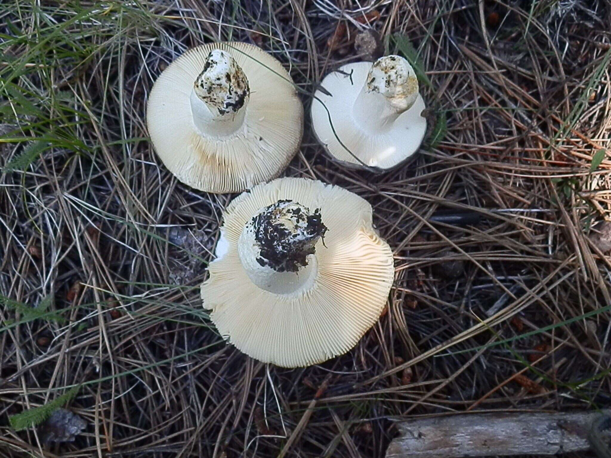 Image of Russula atroglauca Einhell. 1980