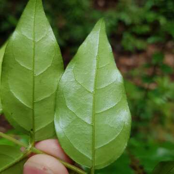 Image of Canthium malayense