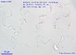 Слика од Dinemasporium decipiens (De Not.) Sacc. 1881