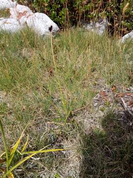 Image of Carex parviflora Host