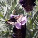 Image of Pyrausta acontialis Staudinger 1859