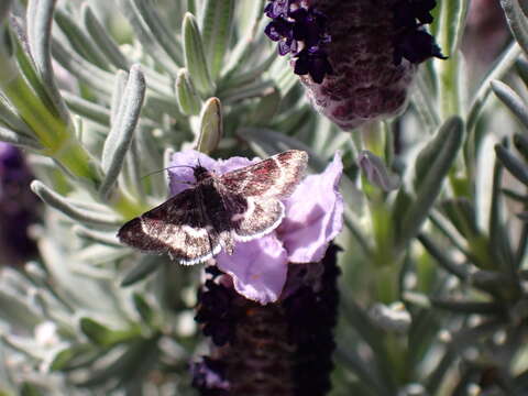 Image de Pyrausta acontialis Staudinger 1859