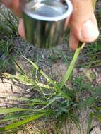 Image of Hall's panicgrass