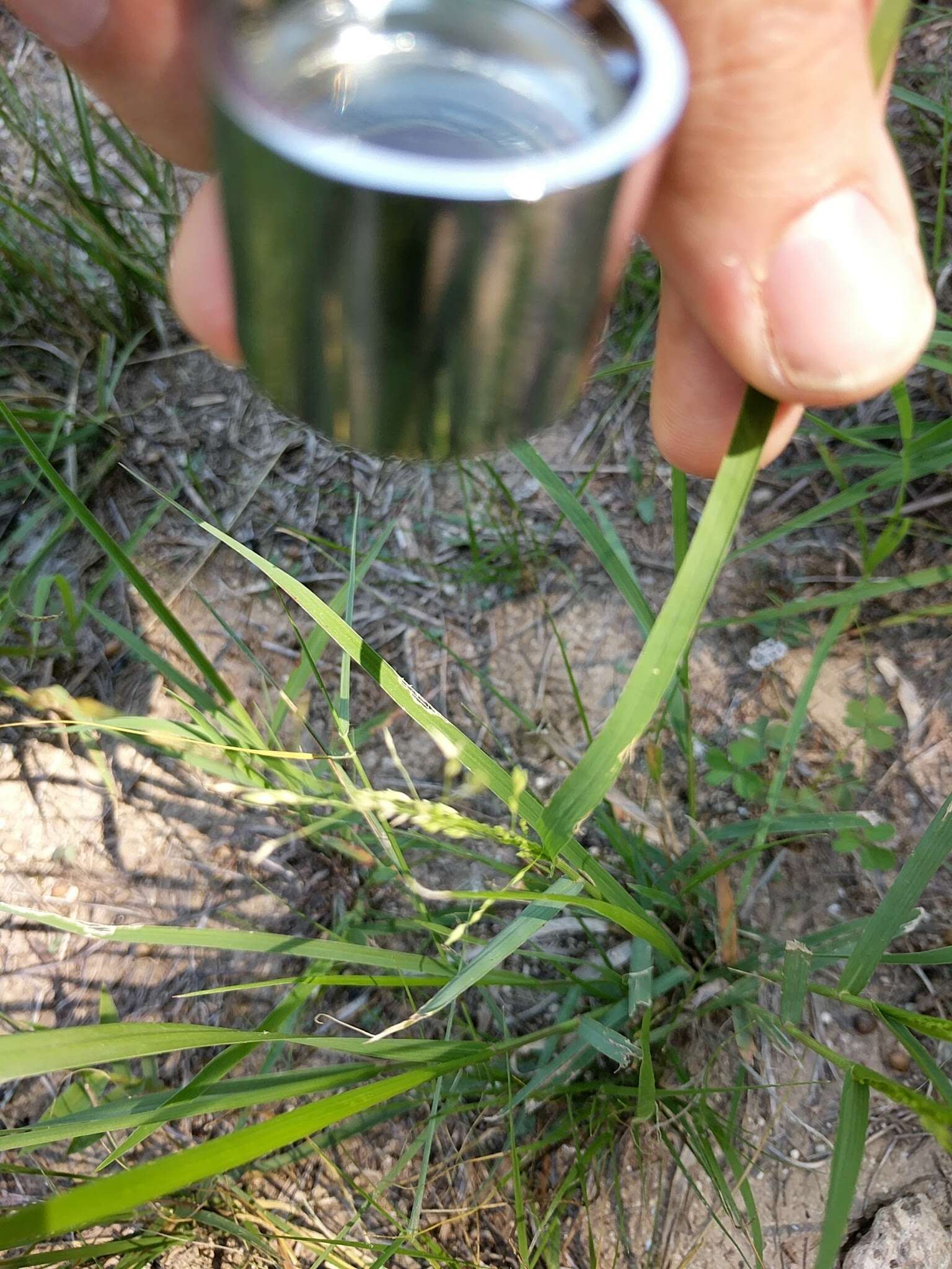 صورة Panicum hallii Vasey