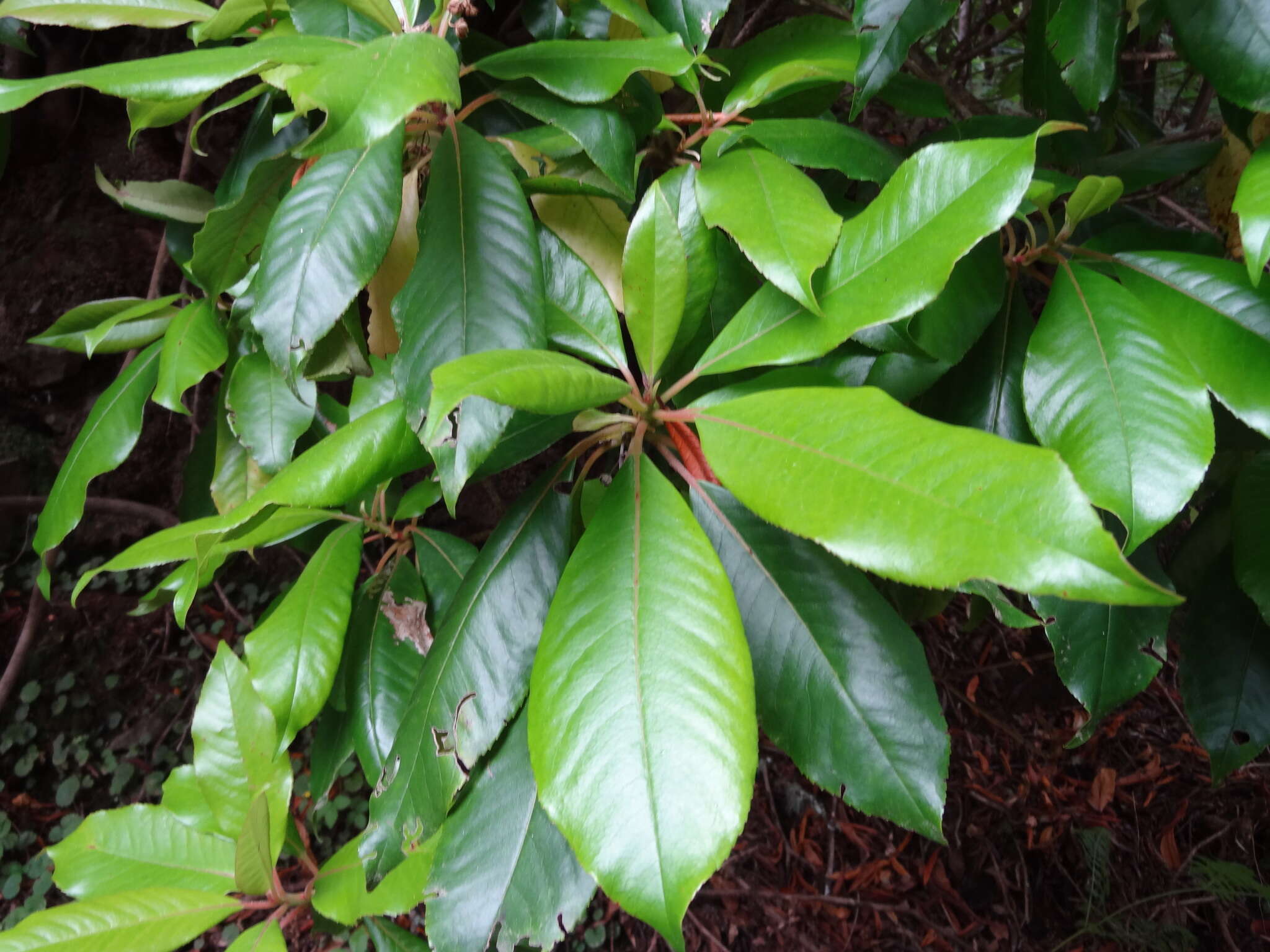 Image of Clethra arborea Aiton