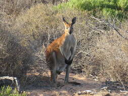 Macropus robustus erubescens Sclater 1870的圖片