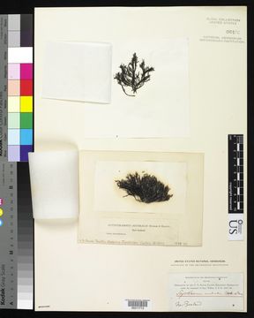 Image of <i>Scytothamnus australis</i>