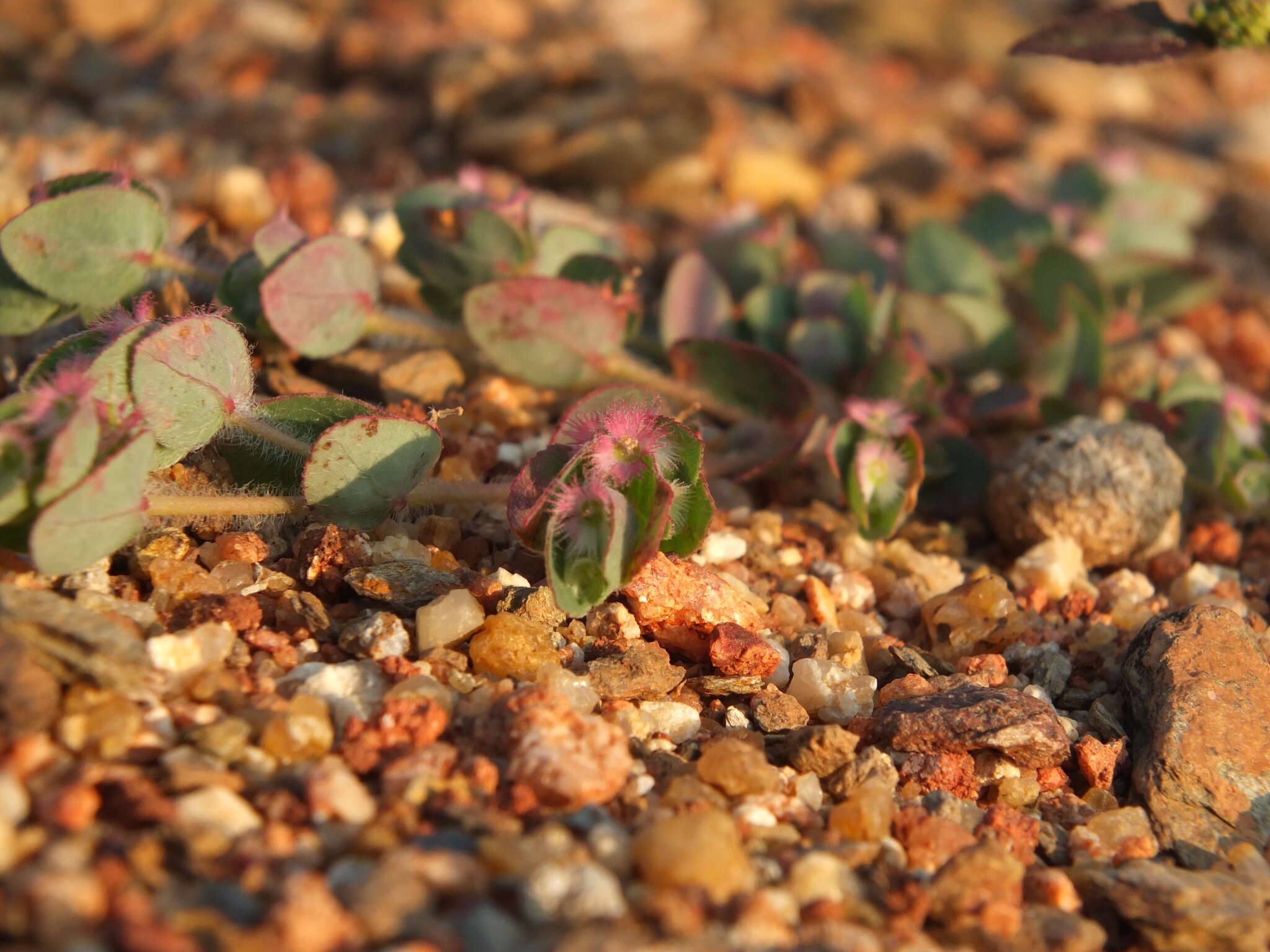 Image of Euphorbia cristata B. Heyne ex Roth