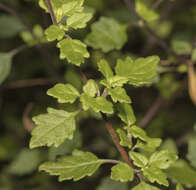 Image of Jovellana violacea (Cav.) G. Don